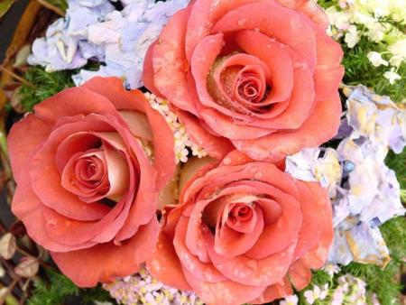 trio de roses oranges